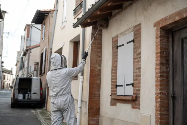 Guêpes et frelons à Albi : intervention sur un nid de guêpes sous la toiture d'une maison en brique