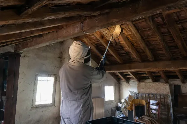 Guêpes et frelons à Castres : intervention sur un nid de guêpes dans des combles à charpente ancienne