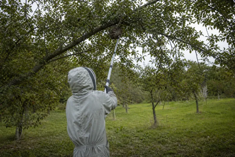 Guêpes et frelons à Montauban : intervention sur un nid de guêpes dans un verger, sous une branche de pommier